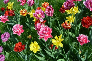 Güzel, koyu sarı, kırmızı, mor, cran-siyah, kırmızı-sarı, pembe-beyaz, mor-beyaz çiçek açan laleler. Dnipro, Ukrayna sokaklarında büyüyen parlak çiçeklerin neşeli bahar arkaplanı.