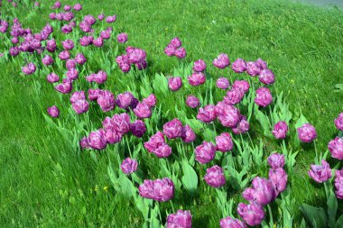 Ukrayna 'nın Dnipro şehrinin çiçek tarhında yetişen zarif mor laleler. Çok sayıda çiçek açan parlak bir bahar arkaplanı.