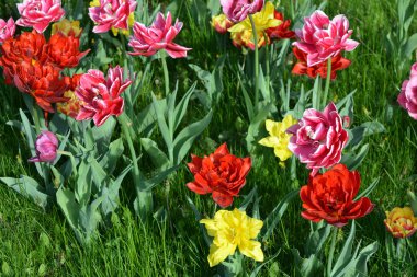 Güzel, koyu sarı, kırmızı, mor, cran-siyah, kırmızı-sarı, pembe-beyaz, mor-beyaz çiçek açan laleler. Dnipro, Ukrayna sokaklarında büyüyen parlak çiçeklerin neşeli bahar arkaplanı.