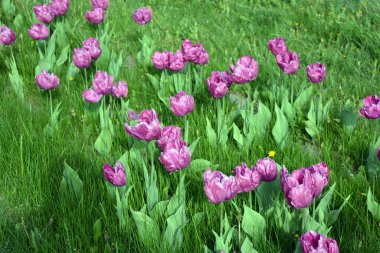 Ukrayna 'nın Dnipro şehrinin çiçek tarhında yetişen zarif mor laleler. Çok sayıda çiçek açan parlak bir bahar arkaplanı.