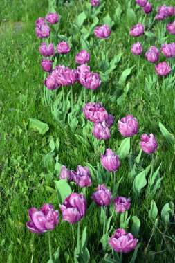 Ukrayna 'nın Dnipro şehrinin çiçek tarhında yetişen zarif mor laleler. Çok sayıda çiçek açan parlak bir bahar arkaplanı.