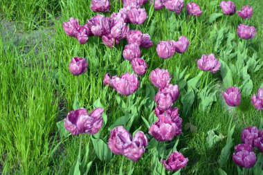 Ukrayna 'nın Dnipro şehrinin çiçek tarhında yetişen zarif mor laleler. Çok sayıda çiçek açan parlak bir bahar arkaplanı.