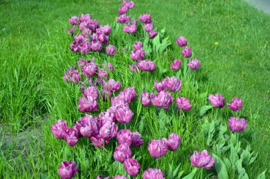 Ukrayna 'nın Dnipro şehrinin çiçek tarhında yetişen zarif mor laleler. Çok sayıda çiçek açan parlak bir bahar arkaplanı.