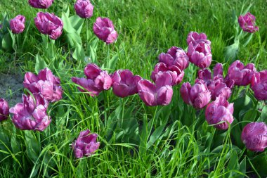 Ukrayna 'nın Dnipro şehrinin çiçek tarhında yetişen zarif mor laleler. Çok sayıda çiçek açan parlak bir bahar arkaplanı.