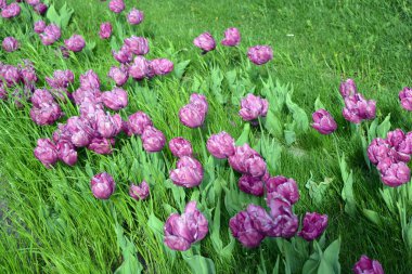 Ukrayna 'nın Dnipro şehrinin çiçek tarhında yetişen zarif mor laleler. Çok sayıda çiçek açan parlak bir bahar arkaplanı.