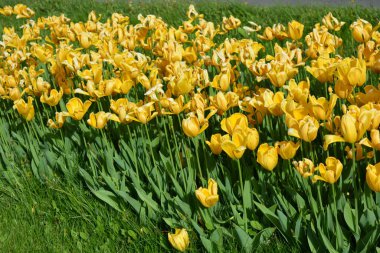 Parlak sarı laleler, Ukrayna 'nın Dnipro şehrinde büyüyen bahar bitkileri. Yeşil çimenlikteki sarı çiçeklerle alışılmadık bahar arkaplanı.