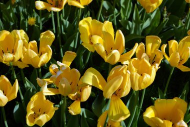 Parlak sarı laleler, Ukrayna 'nın Dnipro şehrinde büyüyen bahar bitkileri. Yeşil çimenlikteki sarı çiçeklerle alışılmadık bahar arkaplanı.