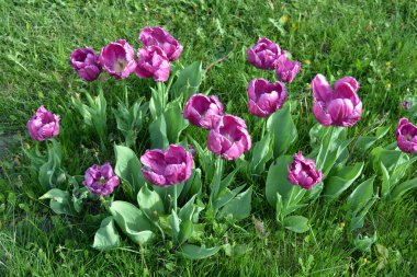 Ukrayna 'nın Dnipro şehrinin çiçek tarhında yetişen zarif mor laleler. Çok sayıda çiçek açan parlak bir bahar arkaplanı.