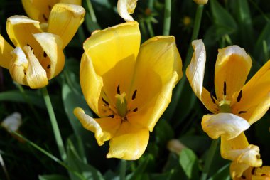 Parlak sarı laleler, Ukrayna 'nın Dnipro şehrinde büyüyen bahar bitkileri. Yeşil çimenlikteki sarı çiçeklerle alışılmadık bahar arkaplanı.