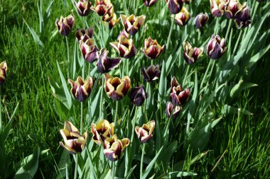 Ukrayna 'nın başkenti Dnipro' da yetişen sarı yapraklı olağandışı mor laleler. Bahar parlak çiçekleri, güzellik denizi, renkli arka plan.