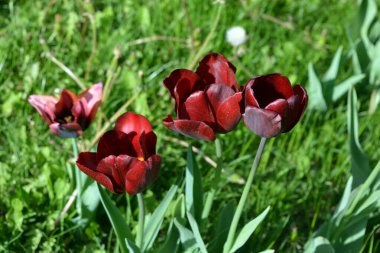 Gagarin Caddesi, Dnipro Şehri, Ukrayna 'da büyüyen parlak koyu kırmızı laleler..