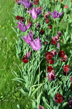 Alışılmadık ve büyük mor, kırmızı-siyah, pembe laleler cadde boyunca yeşil çimlerde yetişiyor. Çiçeklerin parlak rengarenk bahar arkaplanı.