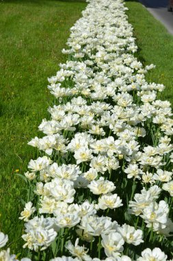 Beyaz, taze, şenlikli, düğün laleleri, bahar muhteşem bitkiler, Dnipro, Ukrayna caddesinde bulunan çiçek denizi..