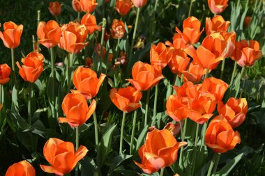 Parlak güneş tarafından aydınlatılmış güzel turuncu laleler, ilginç çiçeklerle dolu bahar arkaplanı. Dnipro Bulvarı, Ukrayna 'da yeşil çimenler var..