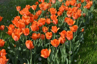 Parlak güneş tarafından aydınlatılmış güzel turuncu laleler, ilginç çiçeklerle dolu bahar arkaplanı. Dnipro Bulvarı, Ukrayna 'da yeşil çimenler var..