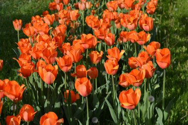 Parlak güneş tarafından aydınlatılmış güzel turuncu laleler, ilginç çiçeklerle dolu bahar arkaplanı. Dnipro Bulvarı, Ukrayna 'da yeşil çimenler var..