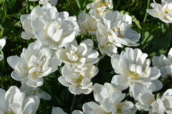 Білі Свіжі Святкові Весільні Тюльпани Весняні Казкові Рослини Море Квітів — стокове фото