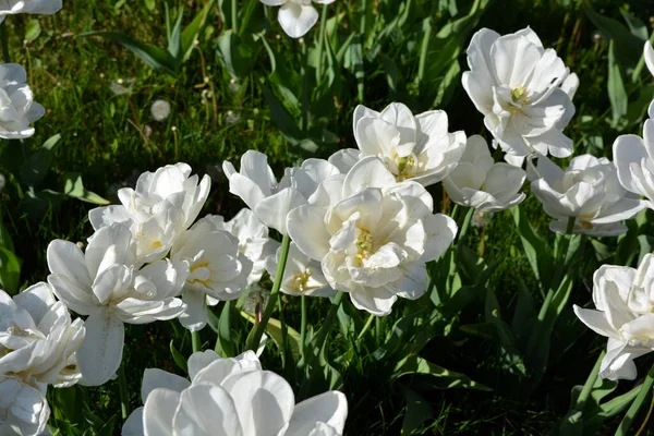 Білі Свіжі Святкові Весільні Тюльпани Весняні Казкові Рослини Море Квітів — стокове фото