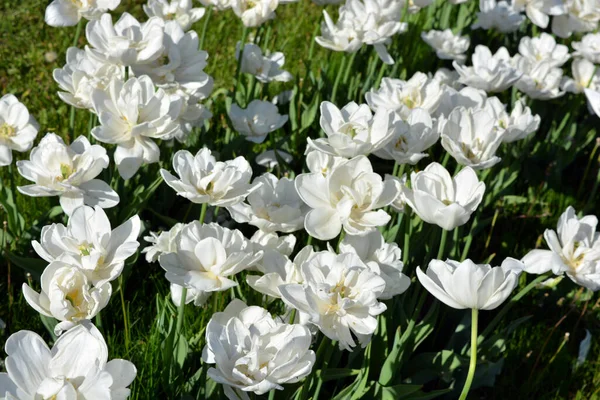 White Fresh Festive Wedding Tulips Spring Fabulous Plants Sea Blooming — стокове фото