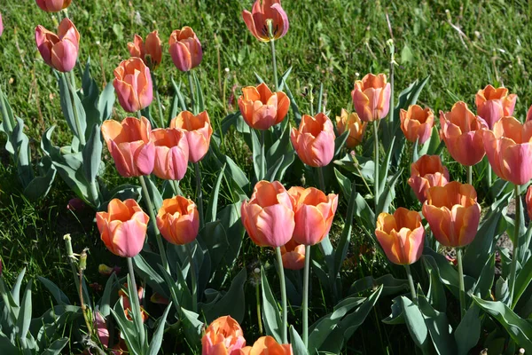 Schöne Und Angenehme Rosa Tulpen Wachsen Der Gasse Entlang Der — Stockfoto