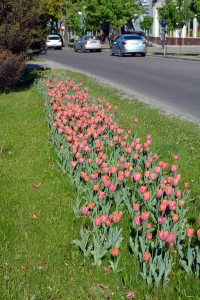 Gagarin Bulvarı, Dnipro, Ukrayna boyunca uzanan sokakta güzel ve hoş pembe laleler. Çiçeklerin parlak ve renkli bahar arkaplanı.