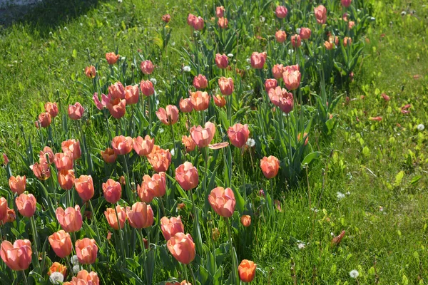 Belles Agréables Tulipes Roses Poussant Sur Allée Long Avenue Gagarine — Photo