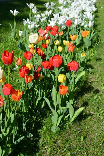Lovely Graceful One Color Red Orange Yellow Tulips Growing Green — 스톡 사진