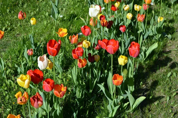 Schöne Und Anmutige Einfarbige Rote Orangefarbene Gelbe Tulpen Die Auf — Stockfoto