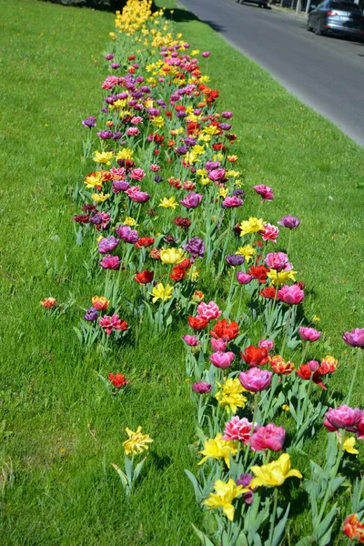 Güzel, koyu sarı, kırmızı, mor, cran-siyah, kırmızı-sarı, pembe-beyaz, mor-beyaz çiçek açan laleler. Dnipro, Ukrayna sokaklarında büyüyen parlak çiçeklerin neşeli bahar arkaplanı.