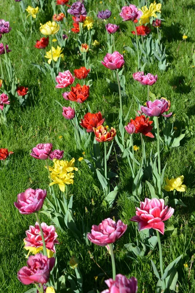 Güzel, koyu sarı, kırmızı, mor, cran-siyah, kırmızı-sarı, pembe-beyaz, mor-beyaz çiçek açan laleler. Dnipro, Ukrayna sokaklarında büyüyen parlak çiçeklerin neşeli bahar arkaplanı.