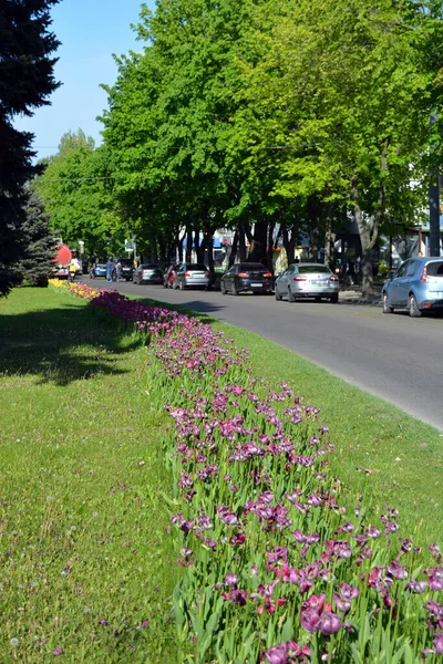 Bright Green Avenue Spruce Fir Trees Trees Flowerbeds Purple Tulips — Foto Stock