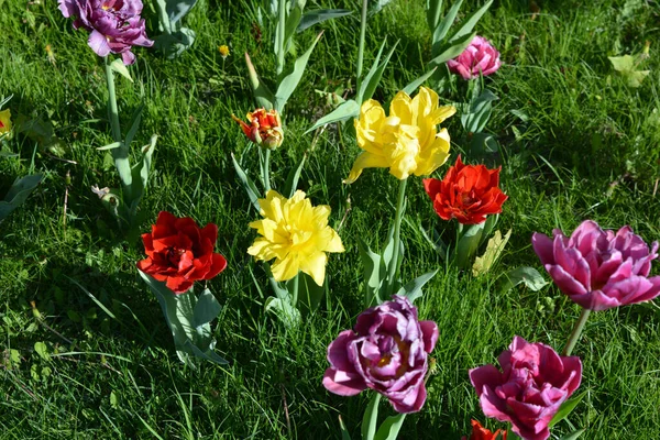 Güzel, koyu sarı, kırmızı, mor, cran-siyah, kırmızı-sarı, pembe-beyaz, mor-beyaz çiçek açan laleler. Dnipro, Ukrayna sokaklarında büyüyen parlak çiçeklerin neşeli bahar arkaplanı.