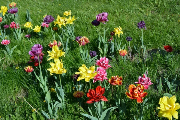 Güzel, koyu sarı, kırmızı, mor, cran-siyah, kırmızı-sarı, pembe-beyaz, mor-beyaz çiçek açan laleler. Dnipro, Ukrayna sokaklarında büyüyen parlak çiçeklerin neşeli bahar arkaplanı.