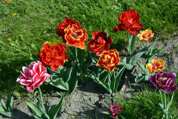 Schöne Bunte Durchgehende Gelbe Rote Lila Cran Schwarze Rot Gelbe — Stockfoto