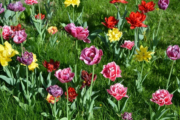 Belles Tulipes Pleines Colorées Jaune Rouge Violet Noir Rouge Jaune — Photo
