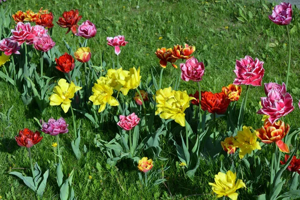 Güzel koyu sarı, kırmızı, mor, kırmızı-siyah, kırmızı-sarı, pembe-beyaz, mor-beyaz çiçek açan laleler. Dnipro, Ukrayna sokaklarında büyüyen parlak çiçeklerin neşeli bahar arkaplanı.