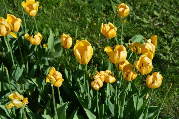 Bright Radiant Yellow Tulips Spring Plants Growing Avenue City Dnipro — стокове фото