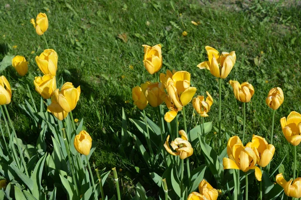 Bright Radiant Yellow Tulips Spring Plants Growing Avenue City Dnipro — Fotografia de Stock