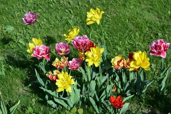 Güzel, koyu sarı, kırmızı, mor, cran-siyah, kırmızı-sarı, pembe-beyaz, mor-beyaz çiçek açan laleler. Dnipro, Ukrayna sokaklarında büyüyen parlak çiçeklerin neşeli bahar arkaplanı.