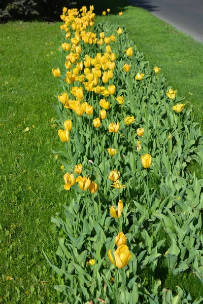 Parlak sarı laleler, Ukrayna 'nın Dnipro şehrinde büyüyen bahar bitkileri. Yeşil çimenlikteki sarı çiçeklerle alışılmadık bahar arkaplanı.