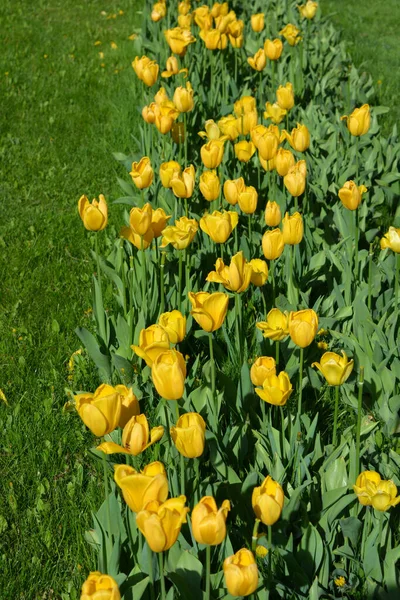 Bright Radiant Yellow Tulips Spring Plants Growing Avenue City Dnipro — 스톡 사진