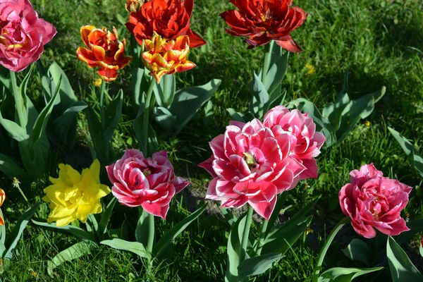 Belles Tulipes Pleines Colorées Jaune Rouge Violet Noir Rouge Jaune — Photo