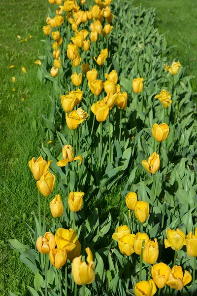 Parlak sarı laleler, Ukrayna 'nın Dnipro şehrinde büyüyen bahar bitkileri. Yeşil çimenlikteki sarı çiçeklerle alışılmadık bahar arkaplanı.