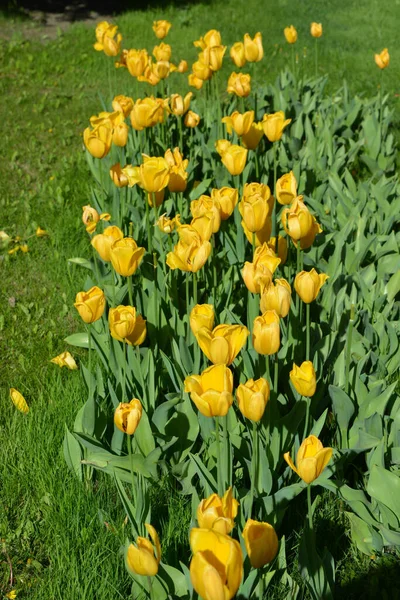 Parlak sarı laleler, Ukrayna 'nın Dnipro şehrinde büyüyen bahar bitkileri. Yeşil çimenlikteki sarı çiçeklerle alışılmadık bahar arkaplanı.