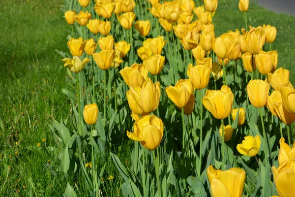 Tulipes Jaunes Brillantes Plantes Printanières Poussant Sur Avenue Ville Dnipro — Photo