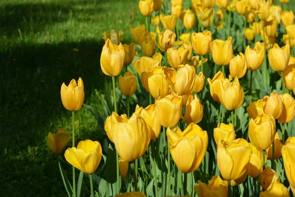 Parlak sarı laleler, Ukrayna 'nın Dnipro şehrinde büyüyen bahar bitkileri. Yeşil çimenlikteki sarı çiçeklerle alışılmadık bahar arkaplanı.