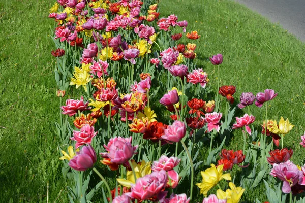Güzel, koyu sarı, kırmızı, mor, cran-siyah, kırmızı-sarı, pembe-beyaz, mor-beyaz çiçek açan laleler. Dnipro, Ukrayna sokaklarında büyüyen parlak çiçeklerin neşeli bahar arkaplanı.
