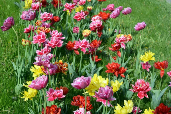 Güzel, koyu sarı, kırmızı, mor, cran-siyah, kırmızı-sarı, pembe-beyaz, mor-beyaz çiçek açan laleler. Dnipro, Ukrayna sokaklarında büyüyen parlak çiçeklerin neşeli bahar arkaplanı.