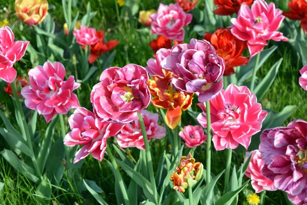 Güzel, koyu sarı, kırmızı, mor, cran-siyah, kırmızı-sarı, pembe-beyaz, mor-beyaz çiçek açan laleler. Dnipro, Ukrayna sokaklarında büyüyen parlak çiçeklerin neşeli bahar arkaplanı.