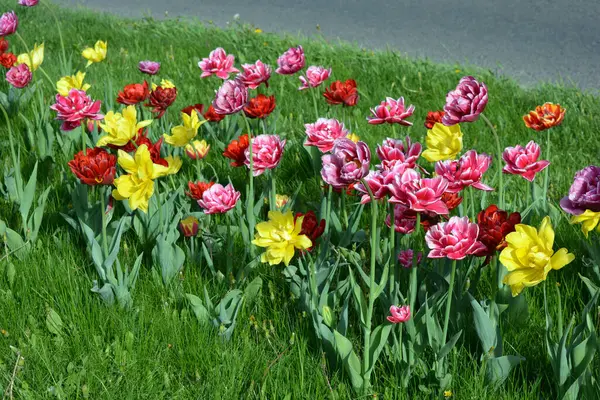 Schöne Bunte Durchgehende Gelbe Rote Lila Cran Schwarze Rot Gelbe — Stockfoto